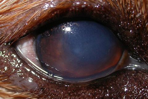 Příznaky suchého oka u psa