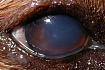 Příznaky suchého oka u psa